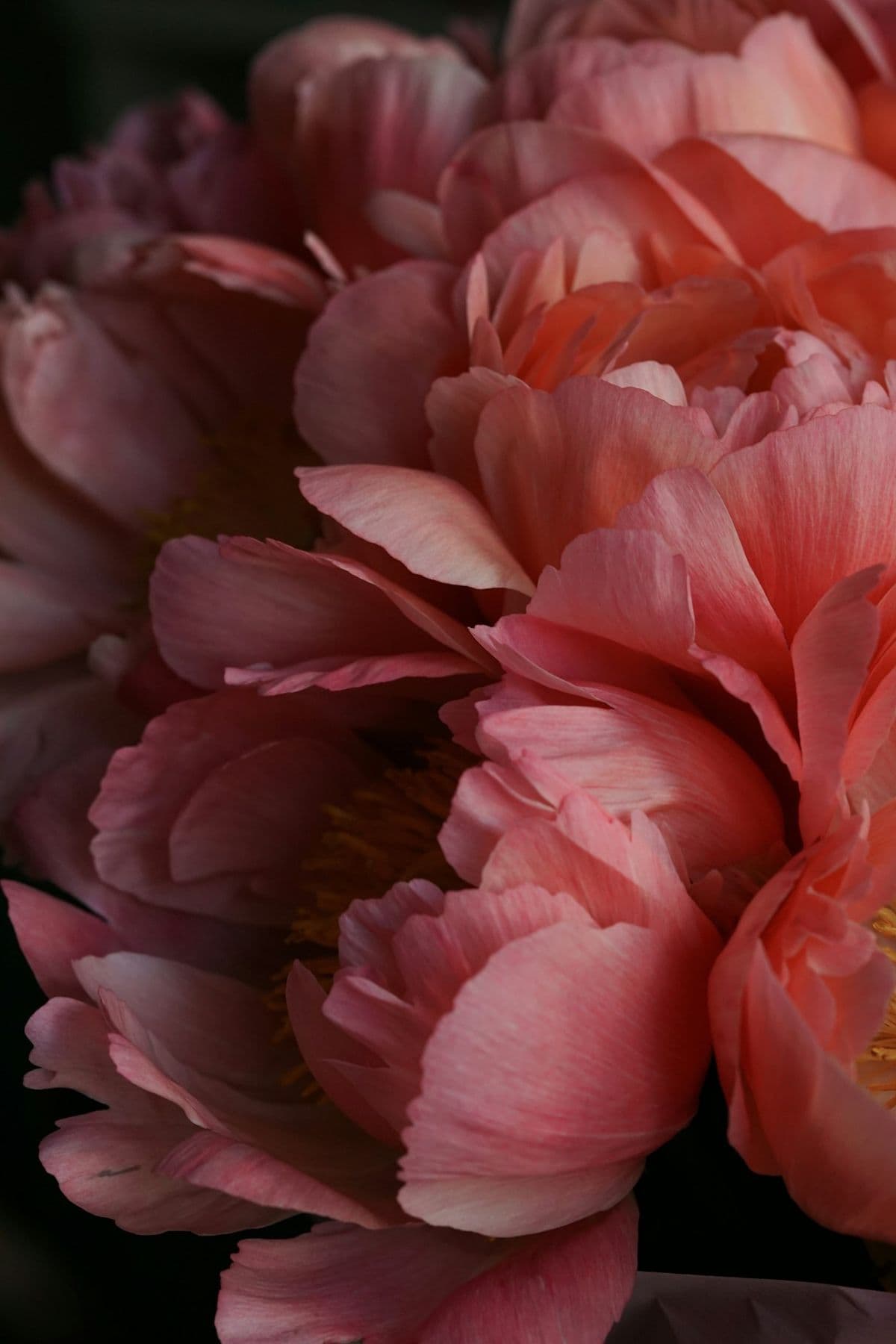 Pink peonies in moody natural light